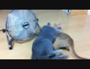 扇風機の前でじゃれる猫