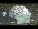巨大キノコ現るっ！ ～ バイノーラル録音