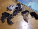 ラビと子猫たち　ﾊﾟｰﾄ38　～12匹の子猫たち～