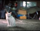 【片思いHouse】Melody Maker（Inst ver.）