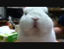 ウサギがニンジンを食べるだけ