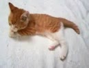 猫のゆとりさん  3