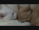 子猫のマロンとミルク 夏の昼下がり