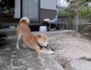 柴犬だいちゃんボーンを食う