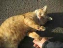 猫が一番なのデス