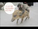 ウリざる 福知山市動物園 子ざるとウリ坊の友情物語 ＜本編冒頭＞