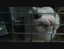 ウサギ「ここから俺を出せ！！」