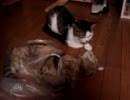 猫、INビニール袋