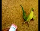 オウムに音楽を聴かせたら