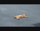 しっぽをぱたぱたする猫