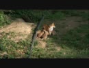 YOUTUBEより輸入　巣穴のそばでくつろぐ母子狐
