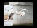 放浪カモメはどこまでも