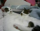 猫のしっぽで、ねこをからかってみました^^