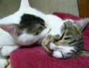 まるで死んでるかのように、熟睡する猫