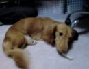 うちの犬