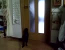 無駄のない華麗なジャンプをする猫。