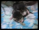野良ぬこの赤さん