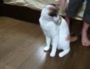 猫じゃらしで遊ぶ猫