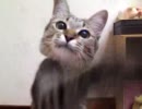 冷蔵庫|ω･｀)｛ぱくぱくペシペシ！〕【海】