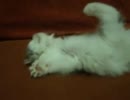 「子猫」なんでそんなポーズで寝たｗ