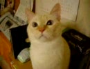 ミルクティ色の猫
