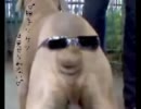 ケツ