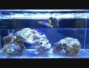 海水魚　スミレヤッコ　パープルファイヤーゴビー