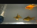 金魚の稚魚 8