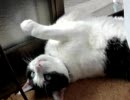 ミケちゃんの毛づくろい