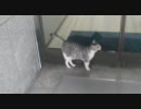 銀行の前にでけえ野良猫がいた