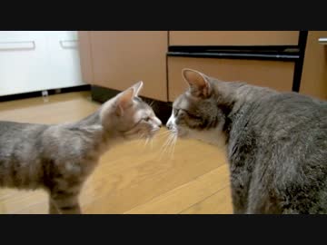 モアレとクリエ #10 「ふつうな二人」