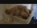 子猫のマロンとミルク お昼寝タイム