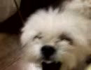 荒ぶるわんこ