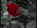 The Rose  弾いてみた