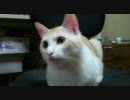 周囲が気になってしかたがないねこ