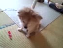 【犬】愛犬ルォベンヌちゃん　その１