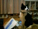 安上がりな猫