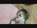子猫「あーよく寝たなー」