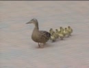 動物たちのハプニング集　その６