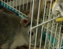 こんなに可愛いうさぎがいるなんて・・・