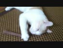 またたびにデレデレする猫