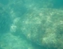 伊豆松崎でもぐってみた 20110816