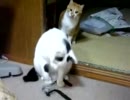 猫１「なんだこれ」猫２「じぃ～」