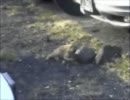マウナケア山に登ってみた（車）