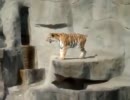 めっちゃビビる虎
