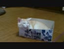 プラモの箱でおやすみ中
