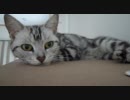 本棚の上のぬこにちょっかいをうわなにをするやm