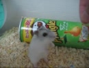 ハムスターよちよち歩きがかわいい