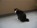 虫をいたぶる猫.avi