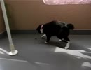 コガネムシの運命は！?.avi